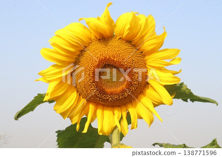 sunflower plant on farm for harvest sunflower plant on farm for harvest 138771596