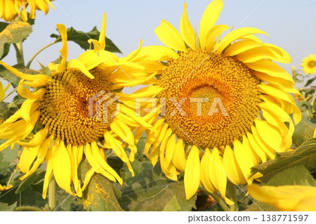 sunflower plant on farm for harvest sunflower plant on farm for harvest 138771597