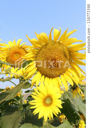 sunflower plant on farm for harvest sunflower plant on farm for harvest 138771598
