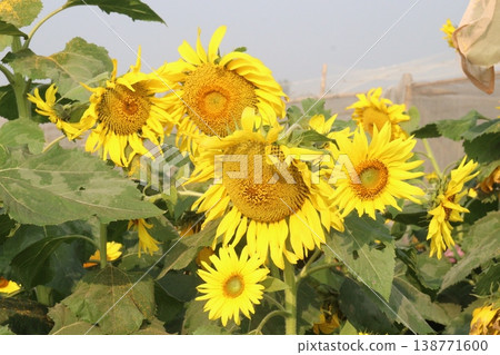 sunflower plant on farm for harvest sunflower plant on farm for harvest 138771600