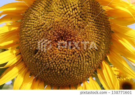 sunflower plant on farm for harvest 138771601