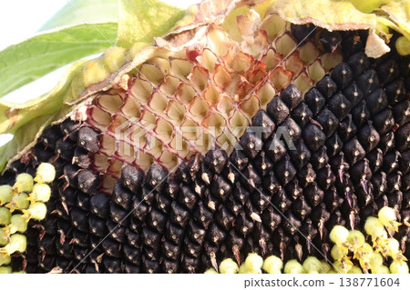 sunflower plant on farm for harvest 138771604