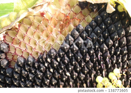sunflower plant on farm for harvest sunflower plant on farm for harvest 138771605