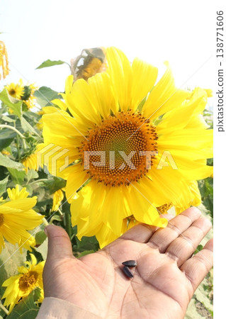 sunflower plant on farm for harvest 138771606