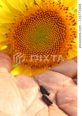 sunflower plant on farm for harvest sunflower plant on farm for harvest 138771608