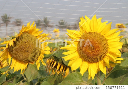 sunflower plant on farm for harvest sunflower plant on farm for harvest 138771611