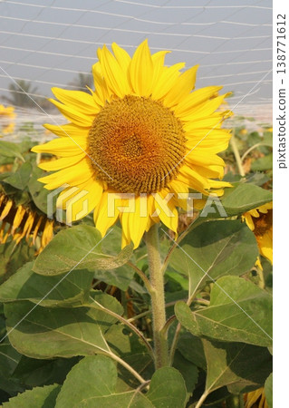 sunflower plant on farm for harvest 138771612