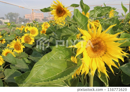 sunflower plant on farm for harvest sunflower plant on farm for harvest 138771620