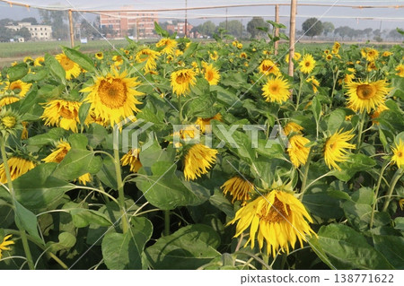 sunflower plant on farm for harvest 138771622