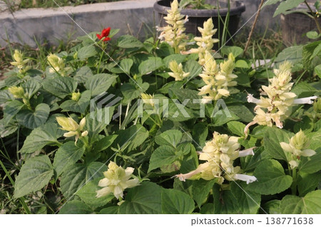 salvia splendens or Scarlet Sage flower plant on nursery salvia splendens or Scarlet Sage flower plant on nursery 138771638