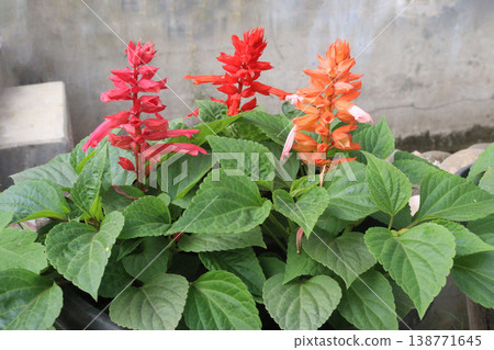 salvia splendens or Scarlet Sage flower plant on nursery 138771645