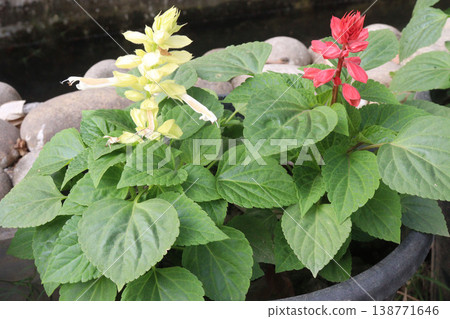 salvia splendens or Scarlet Sage flower plant on nursery 138771646