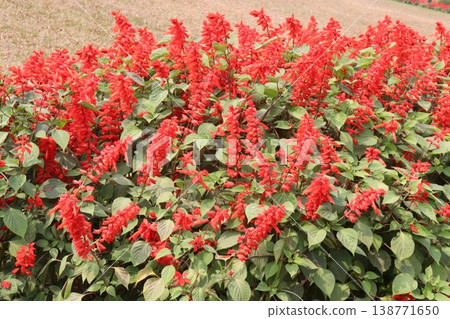 salvia splendens or Scarlet Sage flower plant on nursery salvia splendens or Scarlet Sage flower plant on nursery 138771650