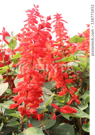 salvia splendens or Scarlet Sage flower plant on nursery 138771652