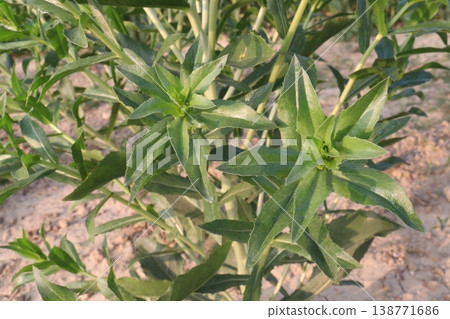 Safflower, false saffron flower plant on farm for harvest are cash crops Safflower, false saffron flower plant on farm for harvest are cash crops 138771686