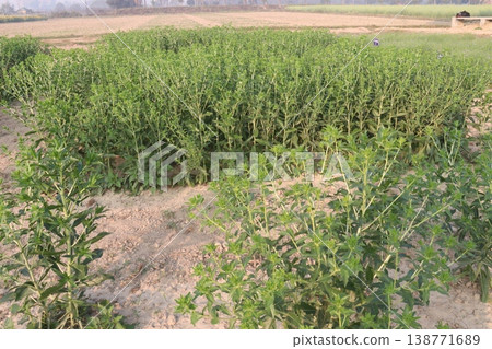 Safflower, false saffron flower plant on farm for harvest are cash crops 138771689