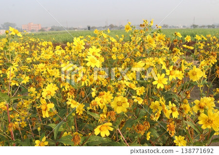 Safflower, false saffron flower plant on farm for harvest are cash crops Safflower, false saffron flower plant on farm for harvest are cash crops 138771692