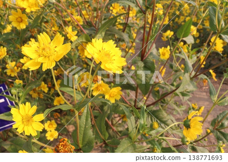 Safflower, false saffron flower plant on farm for harvest are cash crops Safflower, false saffron flower plant on farm for harvest are cash crops 138771693