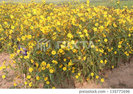 Safflower, false saffron flower plant on farm for harvest are cash crops Safflower, false saffron flower plant on farm for harvest are cash crops 138771696