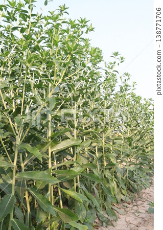 Safflower, false saffron flower plant on farm for harvest are cash crops Safflower, false saffron flower plant on farm for harvest are cash crops 138771706