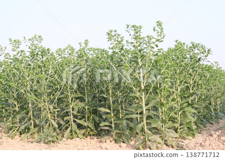 Safflower, false saffron flower plant on farm for harvest are cash crops Safflower, false saffron flower plant on farm for harvest are cash crops 138771712