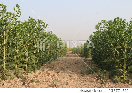 Safflower, false saffron flower plant on farm for harvest are cash crops Safflower, false saffron flower plant on farm for harvest are cash crops 138771713