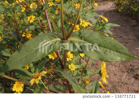 Safflower, false saffron flower plant on farm for harvest are cash crops Safflower, false saffron flower plant on farm for harvest are cash crops 138771721