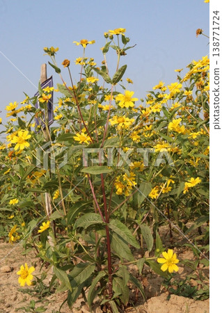 Safflower, false saffron flower plant on farm for harvest are cash crops Safflower, false saffron flower plant on farm for harvest are cash crops 138771724