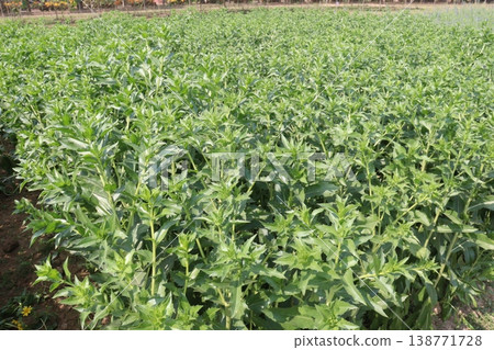 Safflower, false saffron flower plant on farm for harvest are cash crops Safflower, false saffron flower plant on farm for harvest are cash crops 138771728