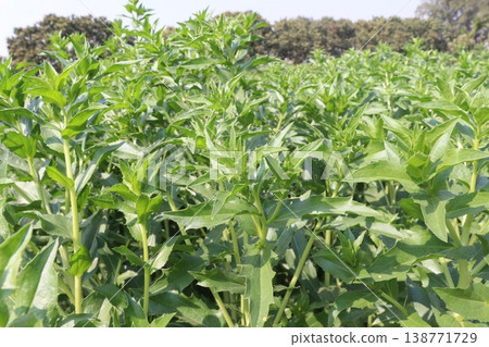 Safflower, false saffron flower plant on farm for harvest are cash crops Safflower, false saffron flower plant on farm for harvest are cash crops 138771729