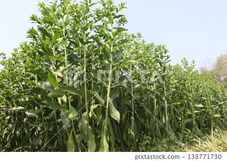 Safflower, false saffron flower plant on farm for harvest are cash crops Safflower, false saffron flower plant on farm for harvest are cash crops 138771730