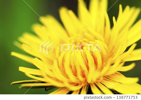 Yellow dandelion flower Yellow dandelion flower 138771753