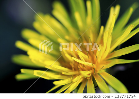 Yellow dandelion flower Yellow dandelion flower 138771754