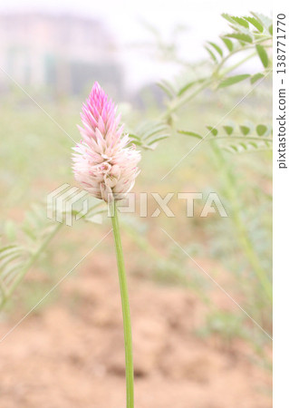 Ptilotus calostachyus or weeping mulla mulla flower plant on field Ptilotus calostachyus or weeping mulla mulla flower plant on field 138771770