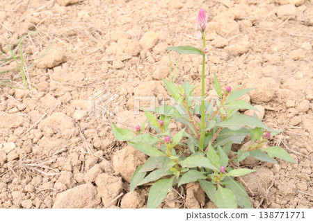 Ptilotus calostachyus or weeping mulla mulla flower plant on field Ptilotus calostachyus or weeping mulla mulla flower plant on field 138771771