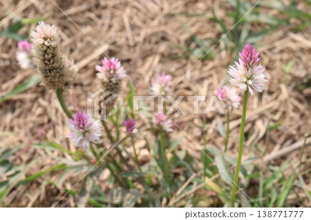 Ptilotus calostachyus or weeping mulla mulla flower plant on field Ptilotus calostachyus or weeping mulla mulla flower plant on field 138771777