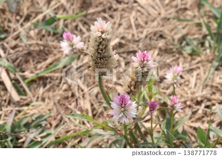 Ptilotus calostachyus or weeping mulla mulla flower plant on field 138771778