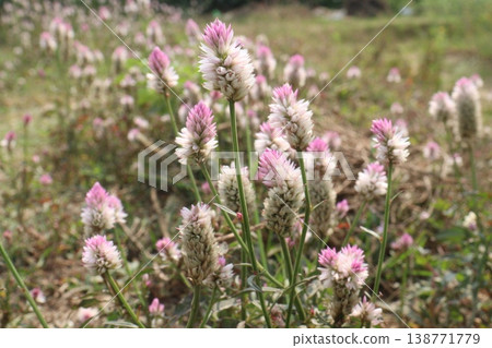 Ptilotus calostachyus or weeping mulla mulla flower plant on field 138771779