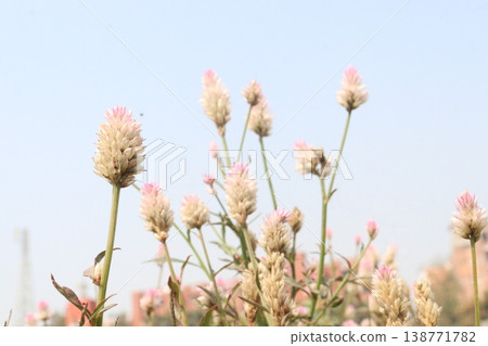 Ptilotus calostachyus or weeping mulla mulla flower plant on field Ptilotus calostachyus or weeping mulla mulla flower plant on field 138771782