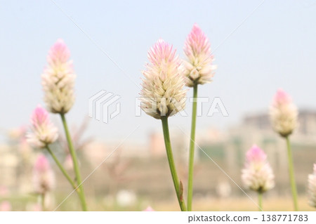 Ptilotus calostachyus or weeping mulla mulla flower plant on field 138771783