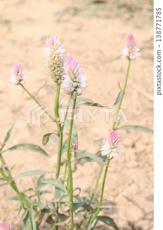 Ptilotus calostachyus or weeping mulla mulla flower plant on field Ptilotus calostachyus or weeping mulla mulla flower plant on field 138771785