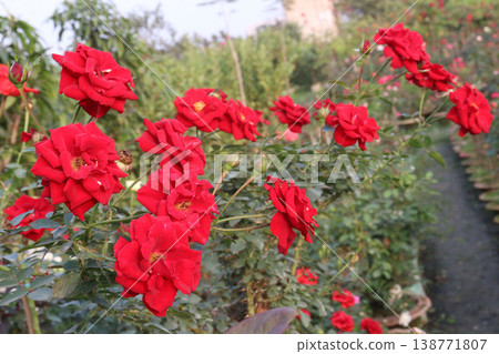 rose plant on farm for harvest are cash crops 138771807