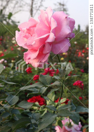 rose plant on farm for harvest are cash crops rose plant on farm for harvest are cash crops 138771811