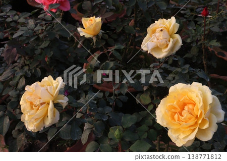 rose plant on farm for harvest are cash crops 138771812