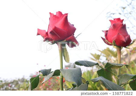 rose plant on farm for harvest are cash crops rose plant on farm for harvest are cash crops 138771822
