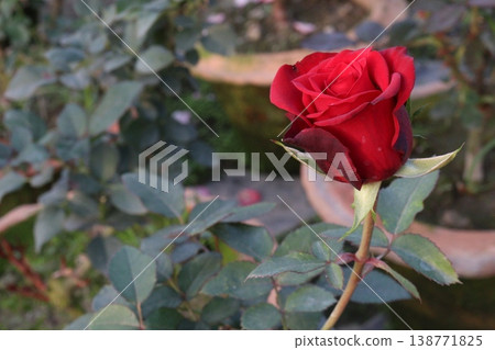 rose plant on farm for harvest are cash crops rose plant on farm for harvest are cash crops 138771825