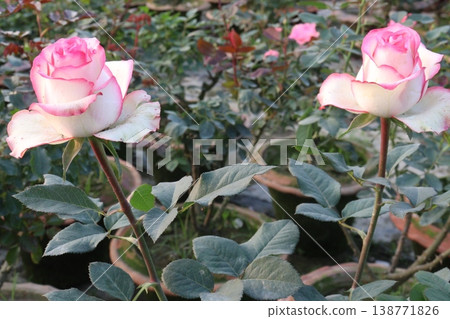 rose plant on farm for harvest are cash crops 138771826