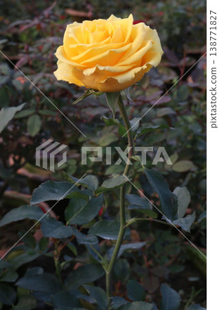 rose plant on farm for harvest are cash crops 138771827