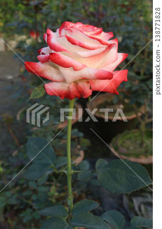 rose plant on farm for harvest are cash crops 138771828
