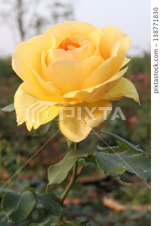 rose plant on farm for harvest are cash crops rose plant on farm for harvest are cash crops 138771830